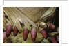 Phyllostachys pubescens (Moso bamboo) - young roots by Anonymous