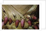 Phyllostachys pubescens (Moso bamboo) - young roots by Anonymous