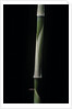 Hibanobambusa tranquillans cv. Shiroshima (bambou) - pousse by Anonymous