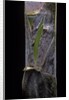 Phyllostachys pubescens (Moso bamboo) - young culm by Anonymous