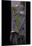 Phyllostachys pubescens (Moso bamboo) - young culm by Anonymous