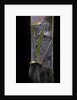 Phyllostachys pubescens (Moso bamboo) - young culm by Anonymous
