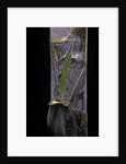 Phyllostachys pubescens (Moso bamboo) - young culm by Anonymous