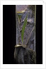 Phyllostachys pubescens (Moso bamboo) - young culm by Anonymous