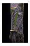 Phyllostachys pubescens (Moso bamboo) - young culm by Anonymous