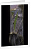 Phyllostachys pubescens (Moso bamboo) - young culm by Anonymous