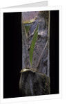 Phyllostachys pubescens (Moso bamboo) - young culm by Anonymous