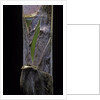 Phyllostachys pubescens (Moso bamboo) - young culm by Anonymous