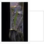 Phyllostachys pubescens (Moso bamboo) - young culm by Anonymous