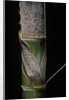 Phyllostachys pubescens (Moso bamboo) - young culm by Anonymous