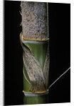 Phyllostachys pubescens (Moso bamboo) - young culm by Anonymous