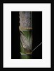 Phyllostachys pubescens (Moso bamboo) - young culm by Anonymous