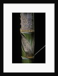 Phyllostachys pubescens (Moso bamboo) - young culm by Anonymous