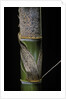 Phyllostachys pubescens (Moso bamboo) - young culm by Anonymous