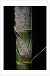 Phyllostachys pubescens (Moso bamboo) - young culm by Anonymous