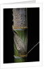 Phyllostachys pubescens (Moso bamboo) - young culm by Anonymous