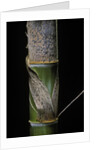 Phyllostachys pubescens (Moso bamboo) - young culm by Anonymous