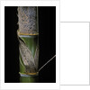 Phyllostachys pubescens (Moso bamboo) - young culm by Anonymous