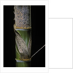 Phyllostachys pubescens (Moso bamboo) - young culm by Anonymous