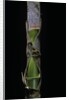 Phyllostachys pubescens (Moso bamboo) - young culm by Anonymous