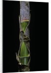 Phyllostachys pubescens (Moso bamboo) - young culm by Anonymous