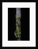 Phyllostachys pubescens (Moso bamboo) - young culm by Anonymous