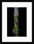 Phyllostachys pubescens (Moso bamboo) - young culm by Anonymous