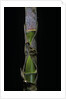 Phyllostachys pubescens (Moso bamboo) - young culm by Anonymous