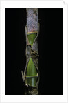 Phyllostachys pubescens (Moso bamboo) - young culm by Anonymous