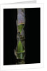 Phyllostachys pubescens (Moso bamboo) - young culm by Anonymous