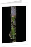 Phyllostachys pubescens (Moso bamboo) - young culm by Anonymous