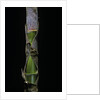 Phyllostachys pubescens (Moso bamboo) - young culm by Anonymous
