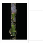 Phyllostachys pubescens (Moso bamboo) - young culm by Anonymous