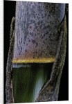 Phyllostachys pubescens (Moso bamboo) - young culm by Anonymous