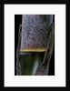 Phyllostachys pubescens (Moso bamboo) - young culm by Anonymous