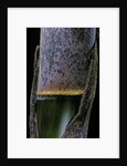 Phyllostachys pubescens (Moso bamboo) - young culm by Anonymous