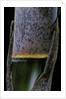 Phyllostachys pubescens (Moso bamboo) - young culm by Anonymous
