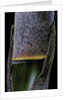 Phyllostachys pubescens (Moso bamboo) - young culm by Anonymous