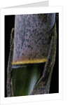 Phyllostachys pubescens (Moso bamboo) - young culm by Anonymous