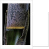 Phyllostachys pubescens (Moso bamboo) - young culm by Anonymous