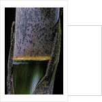 Phyllostachys pubescens (Moso bamboo) - young culm by Anonymous