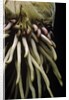 Phyllostachys pubescens (Moso bamboo) - roots by Anonymous