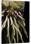 Phyllostachys pubescens (Moso bamboo) - roots by Anonymous