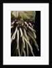 Phyllostachys pubescens (Moso bamboo) - roots by Anonymous