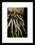 Phyllostachys pubescens (Moso bamboo) - roots by Anonymous