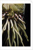 Phyllostachys pubescens (Moso bamboo) - roots by Anonymous