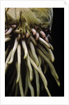 Phyllostachys pubescens (Moso bamboo) - roots by Anonymous