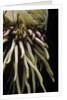 Phyllostachys pubescens (Moso bamboo) - roots by Anonymous