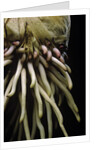 Phyllostachys pubescens (Moso bamboo) - roots by Anonymous