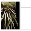 Phyllostachys pubescens (Moso bamboo) - roots by Anonymous